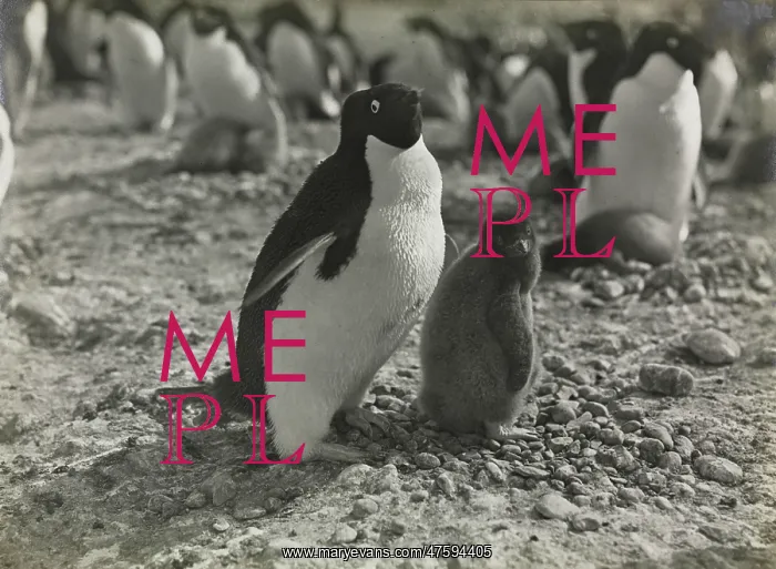 : Adeliee Penguins, Cape Adare : Adeliee Penguins, Cape Adare