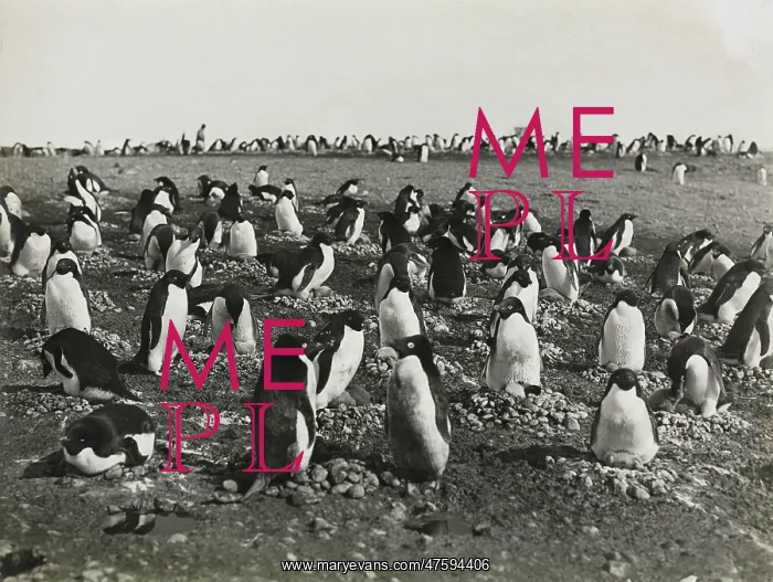 : Adeliee Penguins, Cape Adare : Adeliee Penguins, Cape Adare