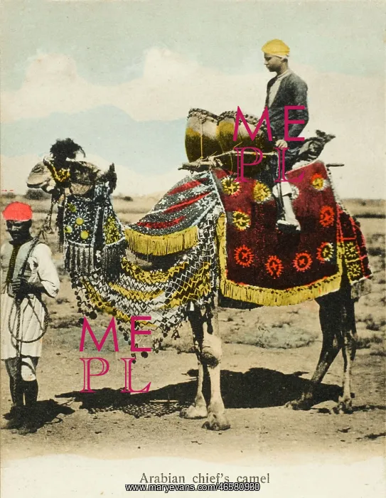 : Aden, Yemen - Chieftain's Camel : Aden, Yemen - Chieftain's Camel