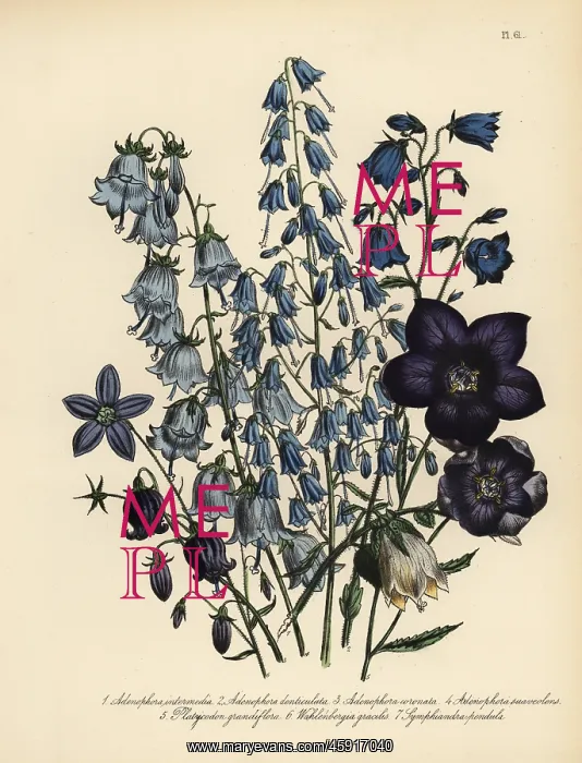 : Adenophora, Platycodon and Wahlenbergia species : Adenophora, Platycodon and Wahlenbergia species