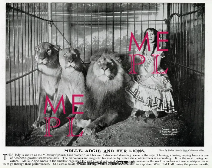: Adgie and her trained lions 1905 : Adgie and her trained lions 1905