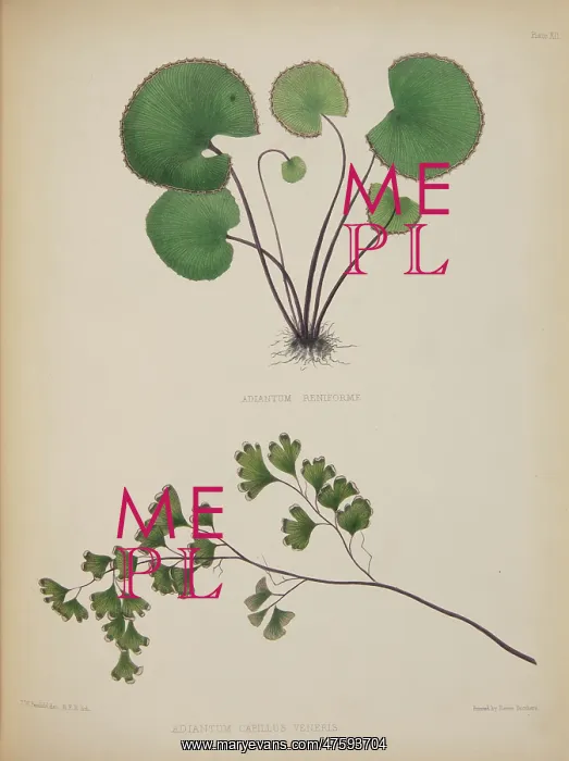 : Adiantum reniforme and A. capillus-veneris : Adiantum reniforme and A. capillus-veneris