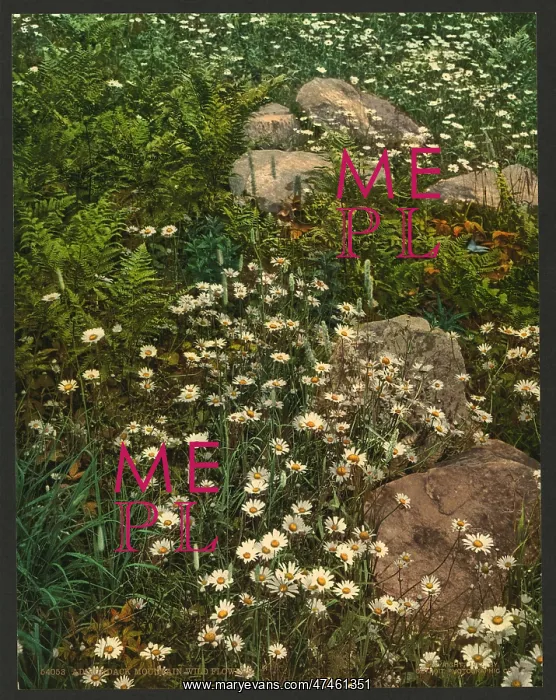 : Adirondack mountain wild flowers : Adirondack mountain wild flowers
