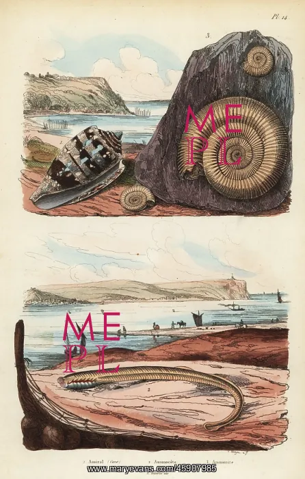 : Admiral cone, larval stage of lamprey, and extinct ammonite : Admiral cone, larval stage of lamprey, and extinct ammonite