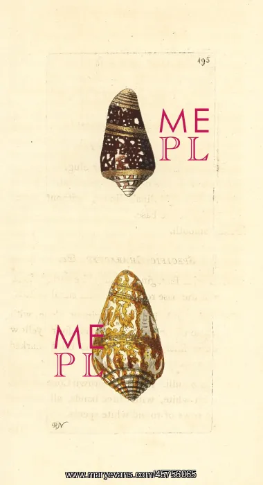 : Admiral cone varieties, high admiral and cedo nulli : Admiral cone varieties, high admiral and cedo nulli