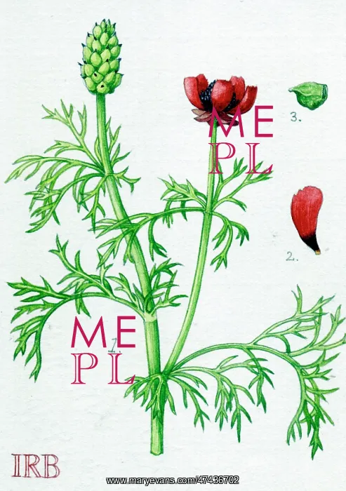  : Adonis annua