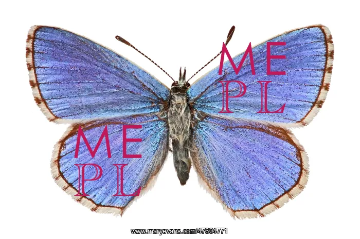  : Adonis blue butterfly