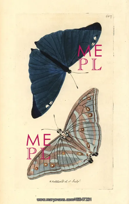 : Adonis blue butterfly, Polyommatus bellargus : Adonis blue butterfly, Polyommatus bellargus