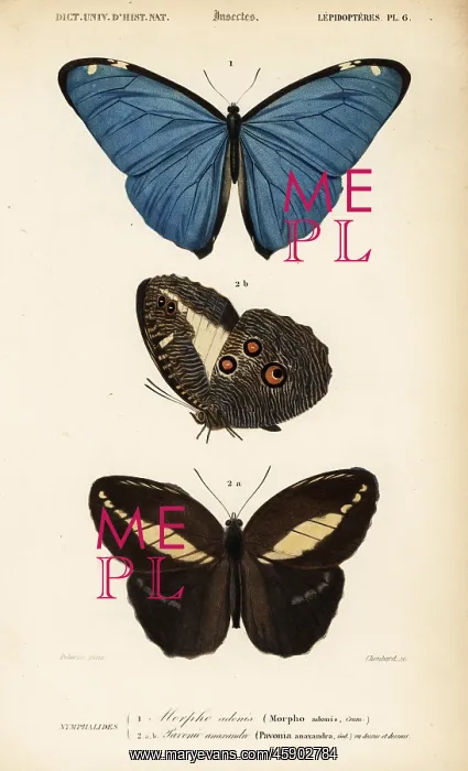  : Adonis Morpho and Pavonia anaxandra butterflies