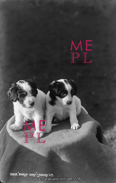 : Two Adorable Puppies : Two Adorable Puppies