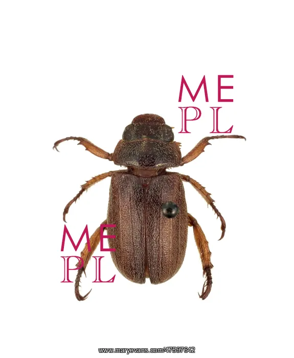 : Adoretus versutus, rose beetle : Adoretus versutus, rose beetle
