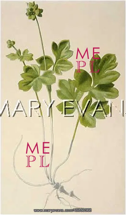  : ADOXA MOSCHATELLINA