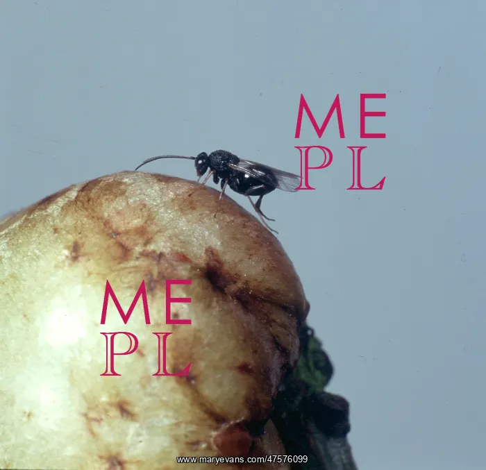 : Adult gall wasp : Adult gall wasp