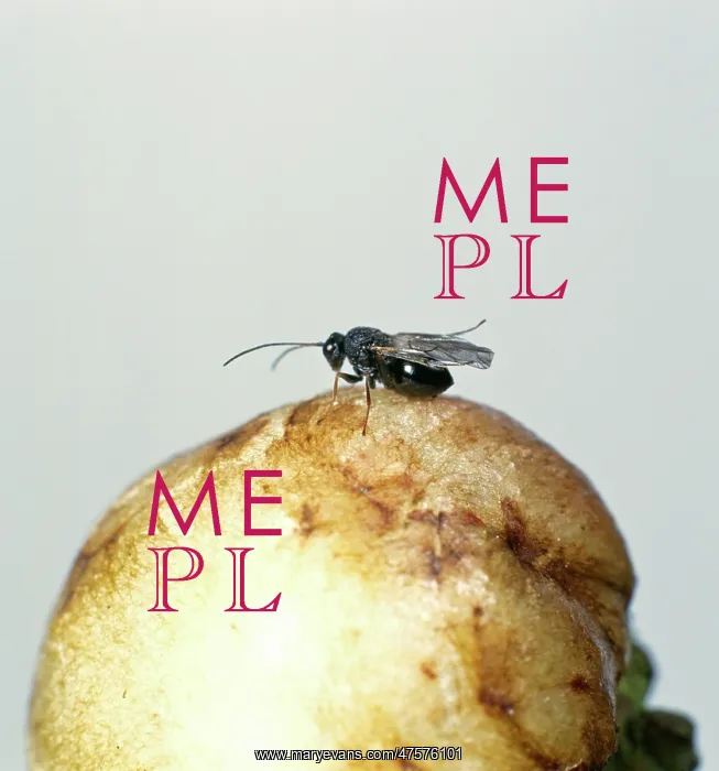  : Adult gall wasps