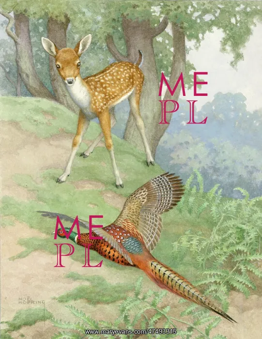  : Adventure - a fawn and a pheasant
