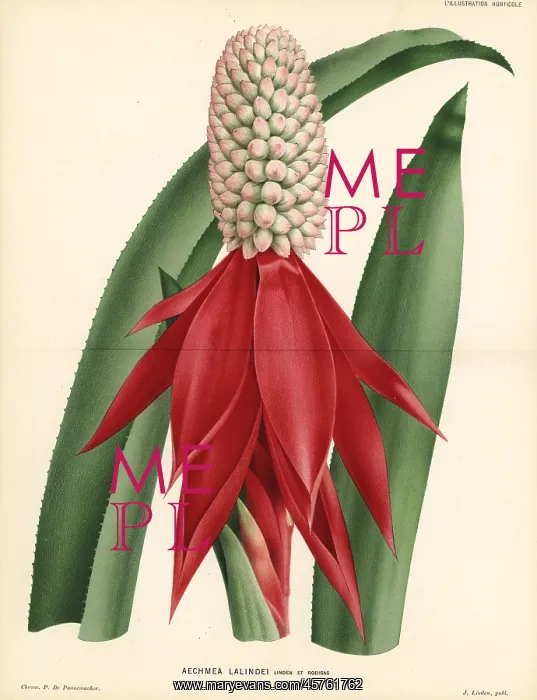 : Aechmea mariae-reginae : Aechmea mariae-reginae