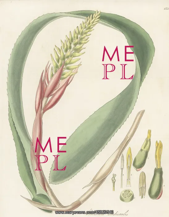 : Aechmea nudicaulis : Aechmea nudicaulis
