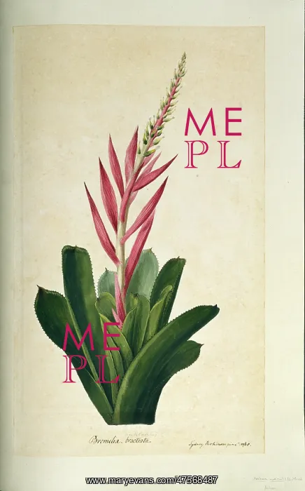 : Aechmea nudicaulis, bromeliad : Aechmea nudicaulis, bromeliad