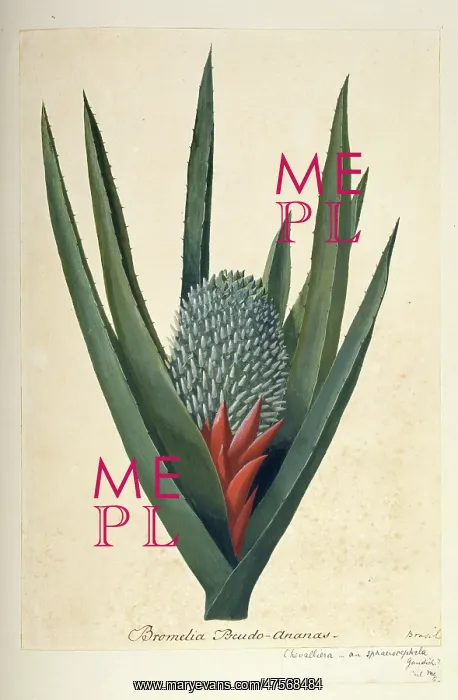 : Aechmea sphaerocephala : Aechmea sphaerocephala