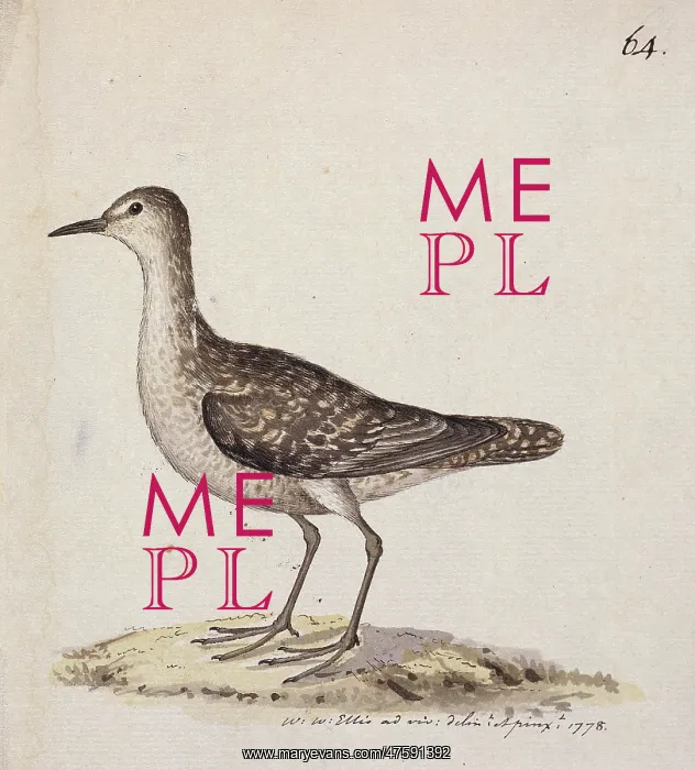 : Aechmorhynchus cancellatus, Kiritimati sandpiper : Aechmorhynchus cancellatus, Kiritimati sandpiper