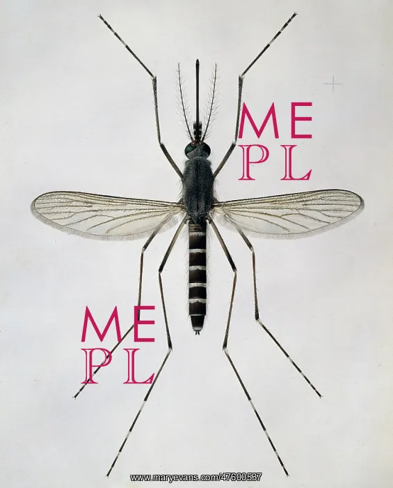 : Aedes cantans, mosquito : Aedes cantans, mosquito