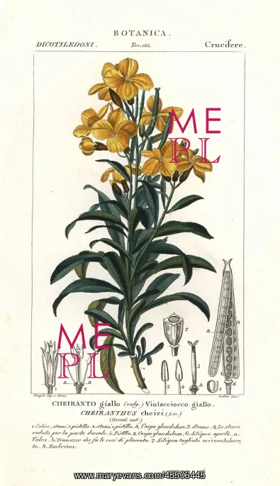 : Aegean wallflower, Erysimum cheiri : Aegean wallflower, Erysimum cheiri