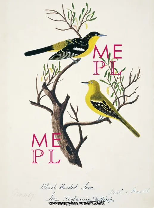 : Aegithina tiphia, common iora : Aegithina tiphia, common iora