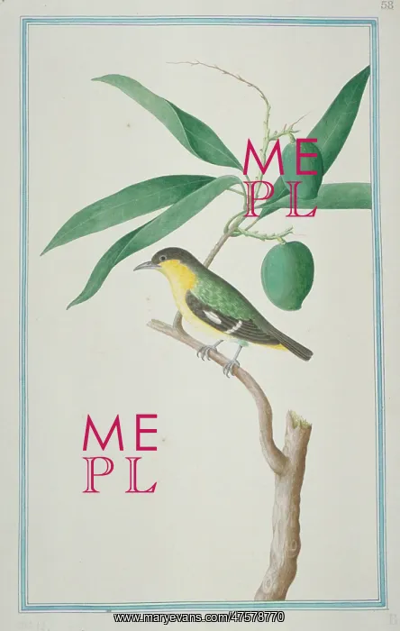 : Aegithina tiphia, common iora : Aegithina tiphia, common iora