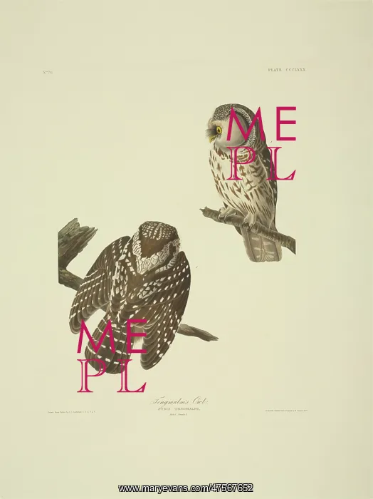 : Aegolius funereus, Tengmalm's owl : Aegolius funereus, Tengmalm's owl