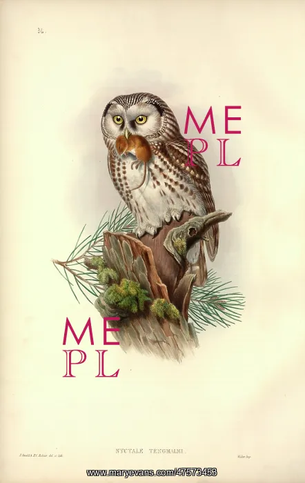 : Aegolius funereus, Tengmalm's owl : Aegolius funereus, Tengmalm's owl