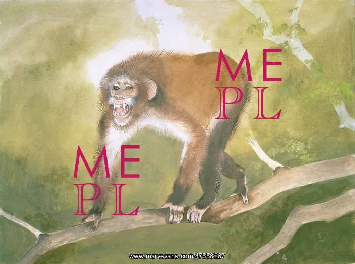 : Aegyptopithecus zeuxis : Aegyptopithecus zeuxis