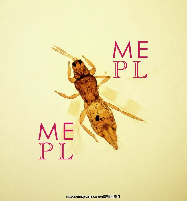 : Aeolothrips sp. banded thrips : Aeolothrips sp. banded thrips