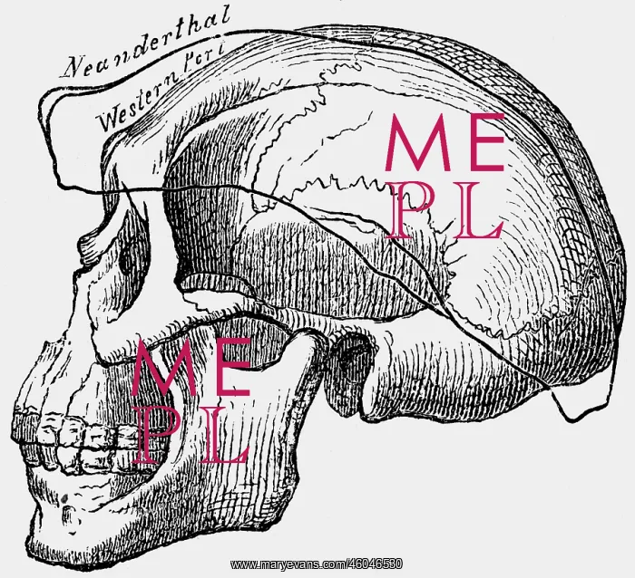 : aeon / prehistory, prehistoric men, skull of : aeon / prehistory, prehistoric men, skull of