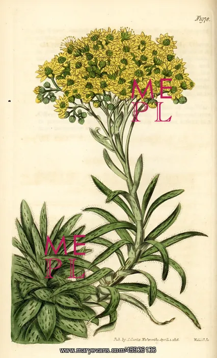 : Aeonium ciliatum (Sempervivum ciliatum) : Aeonium ciliatum (Sempervivum ciliatum)