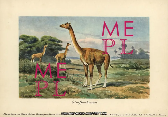 : Aepycamelus, an extinct genus of camelid which : Aepycamelus, an extinct genus of camelid which