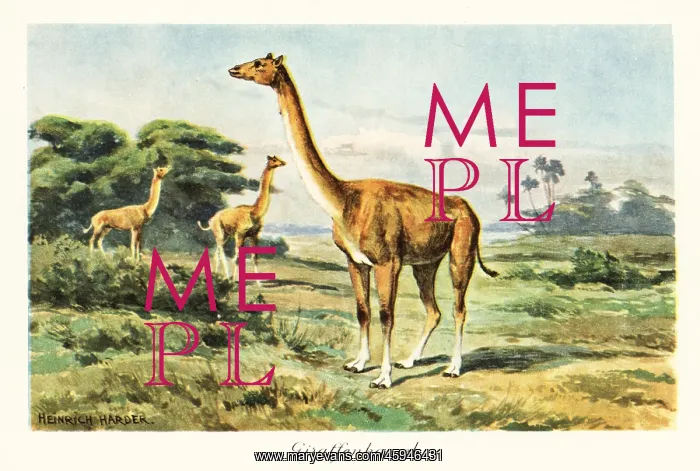  : Aepycamelus, extinct genus of camelids, Miocene