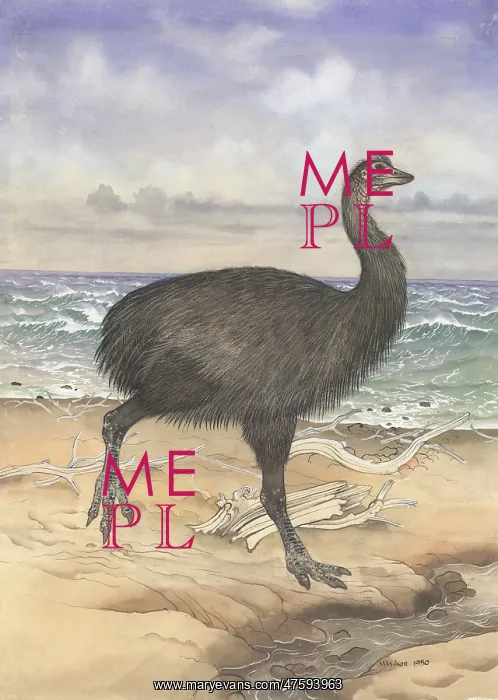 : Aepyornis maximus, elephant bird : Aepyornis maximus, elephant bird