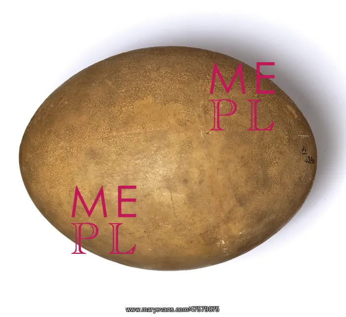 : Aepyornis maximus, elephant bird egg : Aepyornis maximus, elephant bird egg
