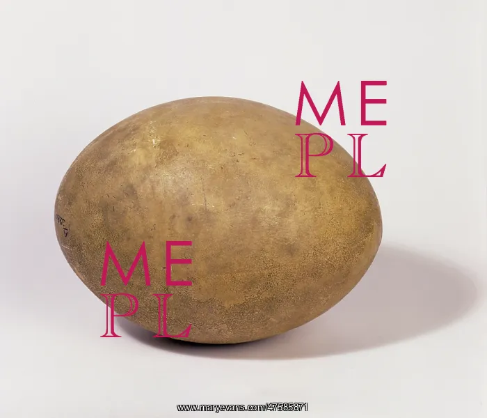 : Aepyornis maximus, elephant bird egg : Aepyornis maximus, elephant bird egg
