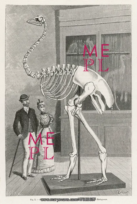 : Aepyornis Skeleton - Moa : Aepyornis Skeleton - Moa