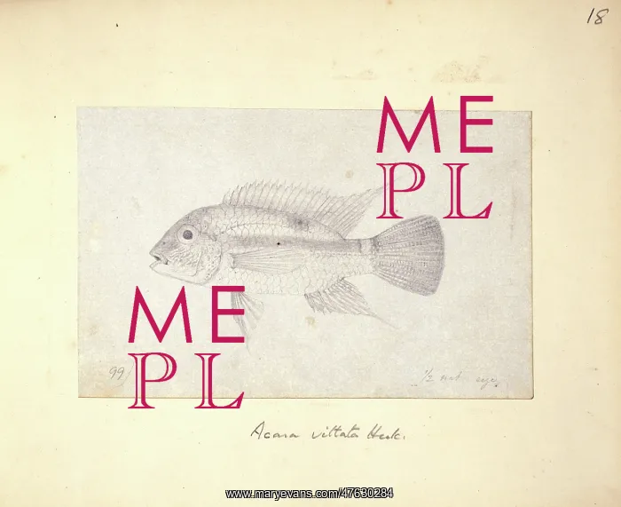 : Aequidens pulcher (Acara vittata) : Aequidens pulcher (Acara vittata)