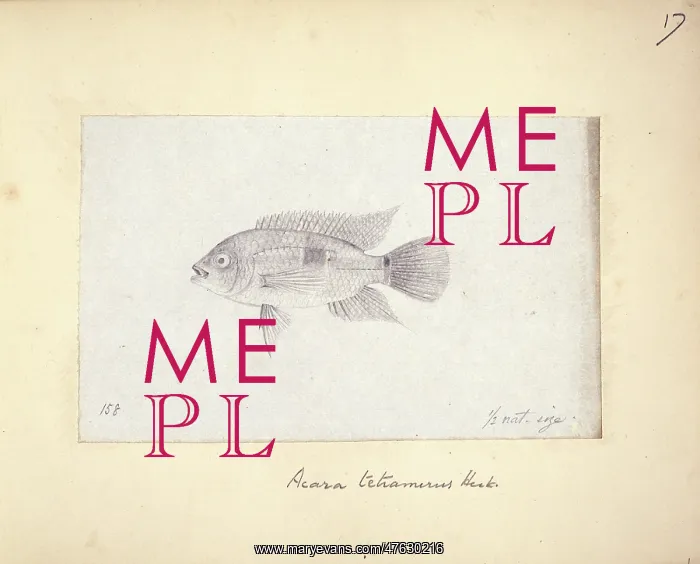 : Aequidens tetramerus (Acara tetramerus) : Aequidens tetramerus (Acara tetramerus)