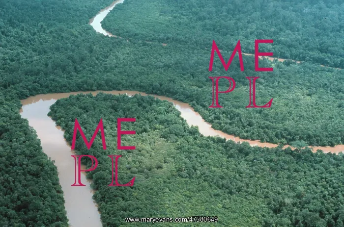 : Aerial view of riverine forest : Aerial view of riverine forest