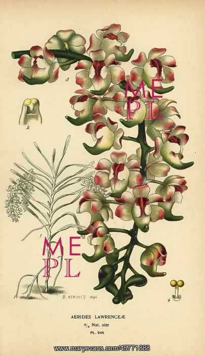 : Aerides lawrenceae orchid. Endangered : Aerides lawrenceae orchid. Endangered