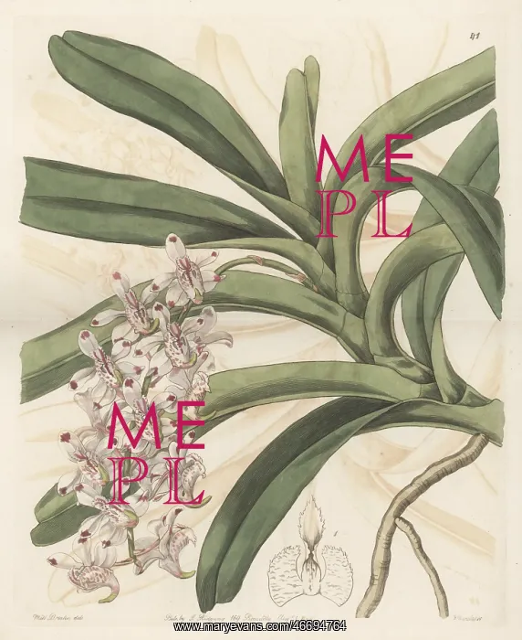 : Aerides odorata orchid, endangered : Aerides odorata orchid, endangered