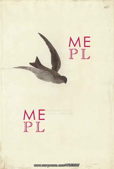 : Aerodramus leucophaeus, Polynesian swiftlet : Aerodramus leucophaeus, Polynesian swiftlet