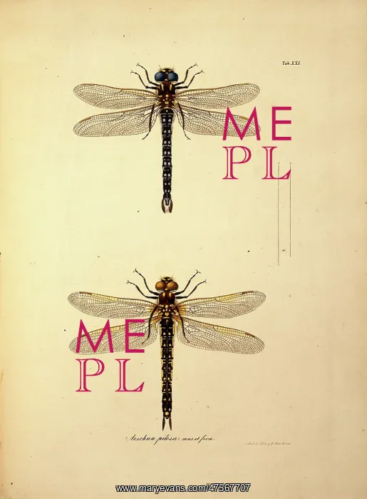 : Aeschna pilosa, dragonfiles : Aeschna pilosa, dragonfiles