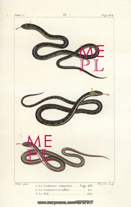 : Aesculapian snake, grass snake and pond snake : Aesculapian snake, grass snake and pond snake