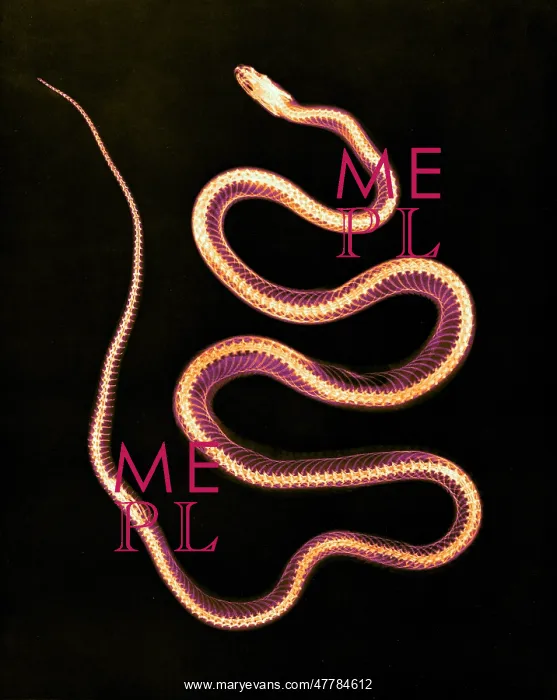 : Aesculapian Snake, X-ray, 1896 : Aesculapian Snake, X-ray, 1896