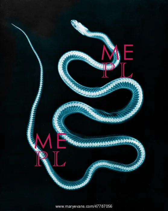 : Aesculapian Snake, X-ray, 1896 : Aesculapian Snake, X-ray, 1896